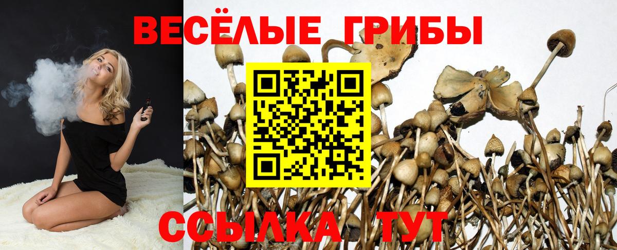Псилоцибиновые грибы Psilocybe  Вход с VPN  Абинск 
